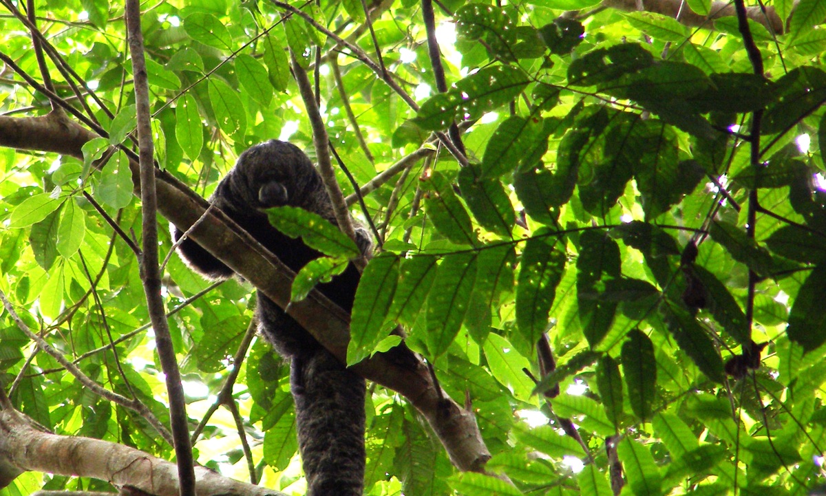 Amazon Rainforest, Ecuadorian Amazon