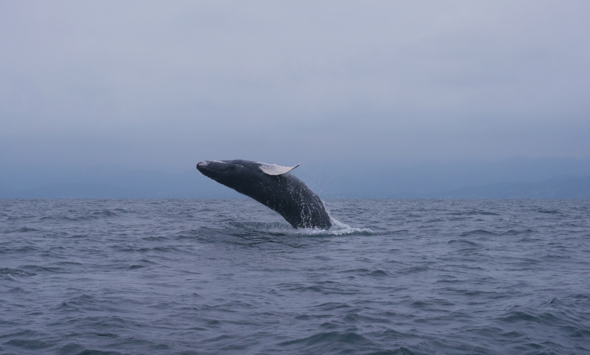 Pacific, Coast, Ecuador, Whale