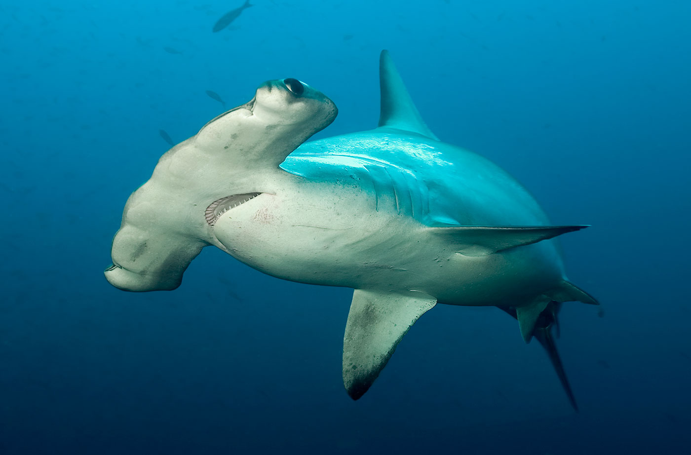 dive, category, cruise, galapagos, itk, selection