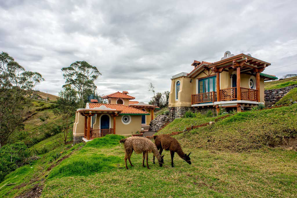 llullu, llama, ecuador, cotopaxi, itk, travel