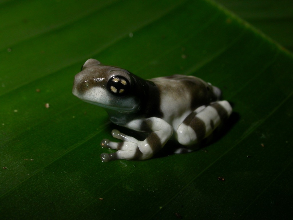 amazon, wildlife, ecuador, rainforest, itk, travel