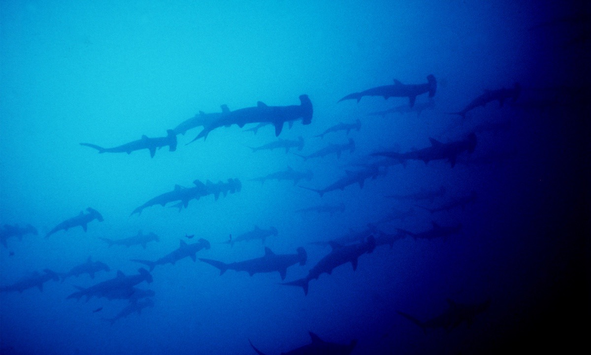 galápagos, dive, sites, itk, ecuador