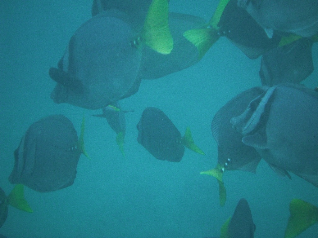 cousins, rocks, galápagos, dive site, itk