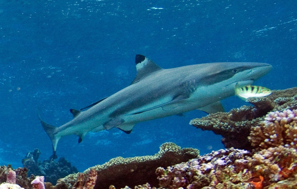 daphne, minor, island, galápagos, dive, site, itk,