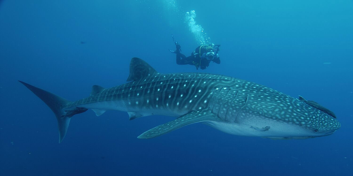 darwin, island, galápagos, dive site, itk, dive