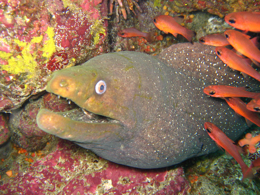 guy, fawkes, galápagos, dive, site, itk