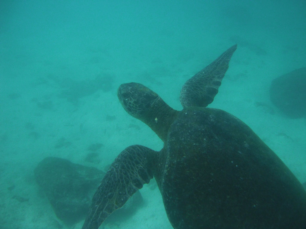 punta, carrion, galápagos, dive site, itk, turtle