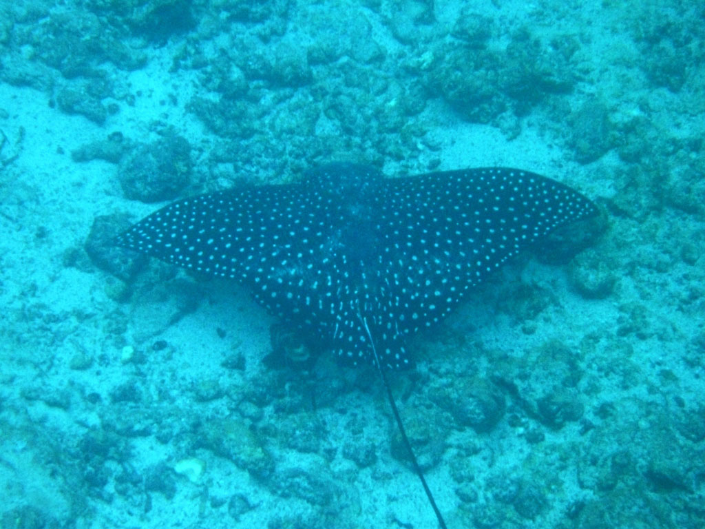 punta, vicente, roca, galápagos, dive site, itk,