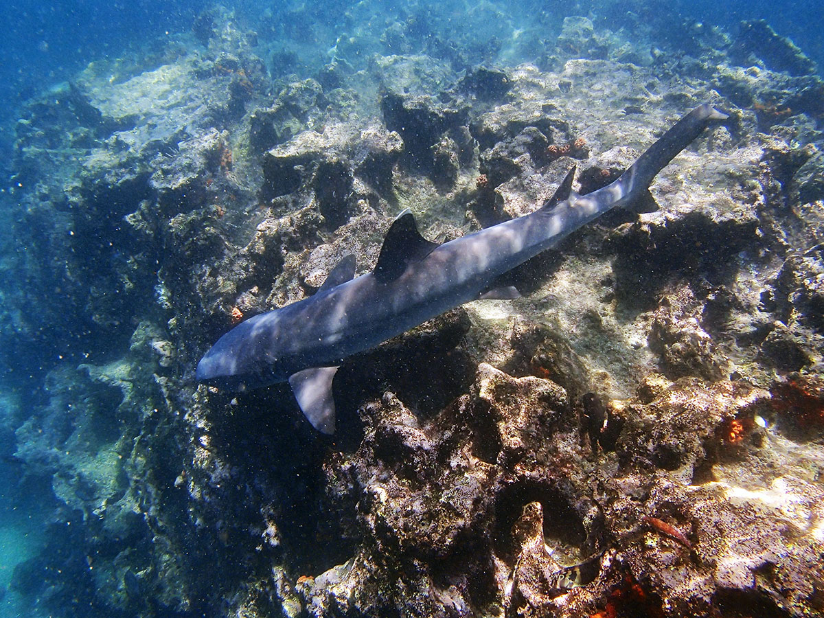 north, seymour,, galápagos, dive, site, itk