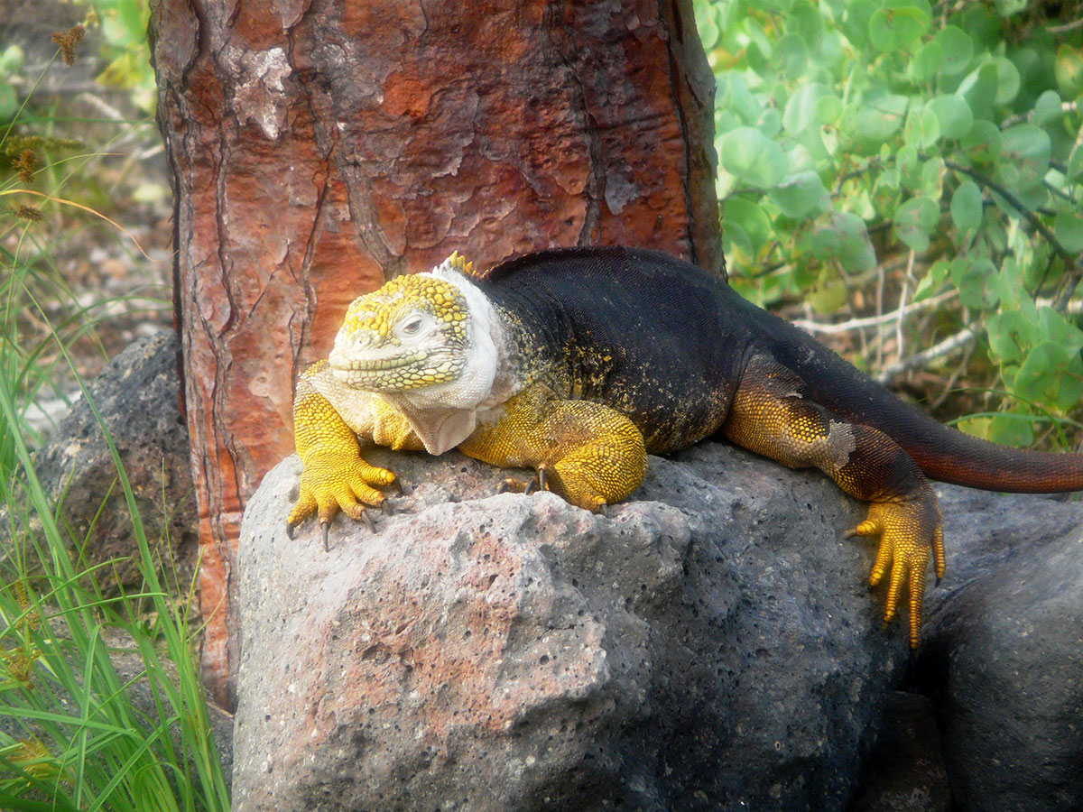 south, plaza, island, galápagos, archipelago, itk, voyage, ecuador, iguana, basking