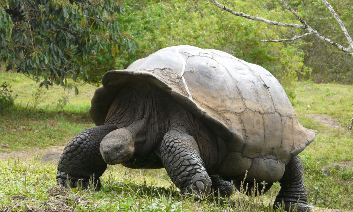 Galápagos, national, pak, islands, itk, voyage