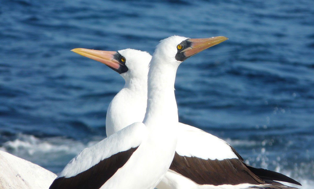 daphne, island, galápagos, rchipelago, itk, voyage