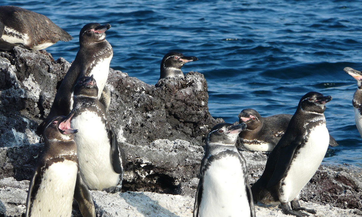 fernandina, island, galápagos, archipelago, itk, voyage