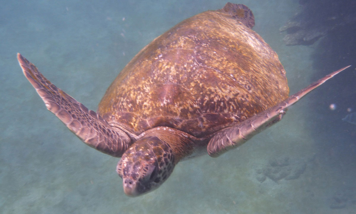 floreana, island, ecuador, itk, voyage, galápagos, islands, page