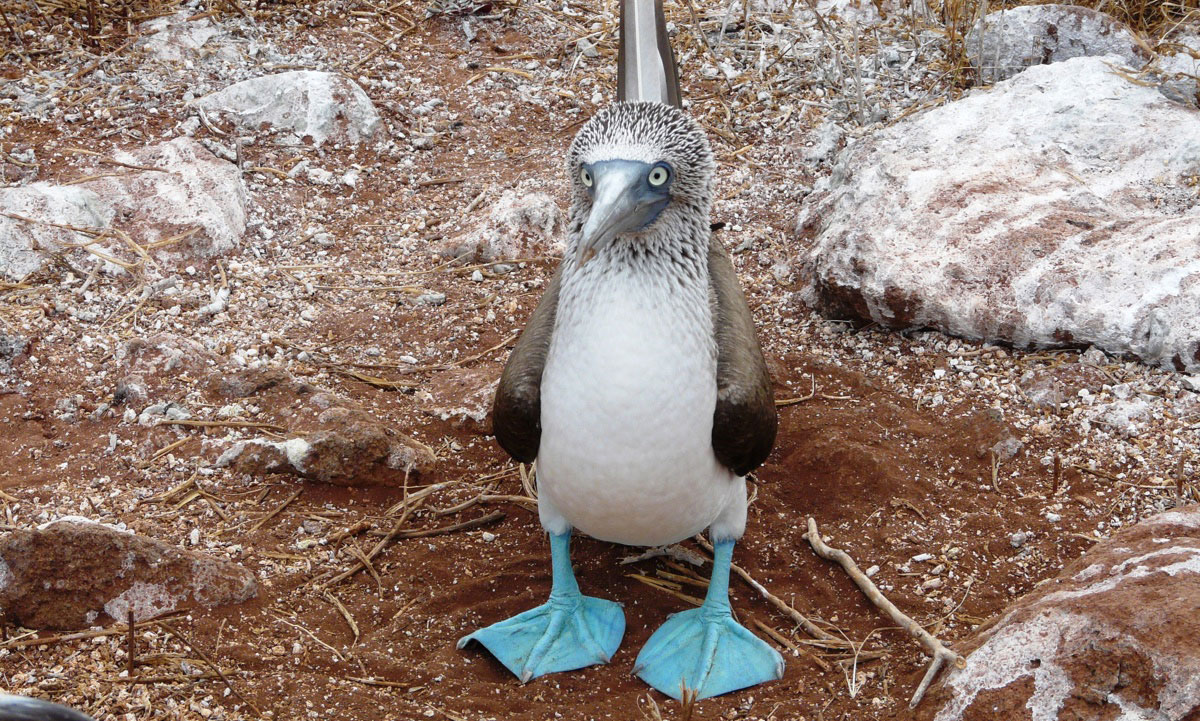 genovesa, island, ecuador, itk, voyage, galápagos, archipelago,main, photo