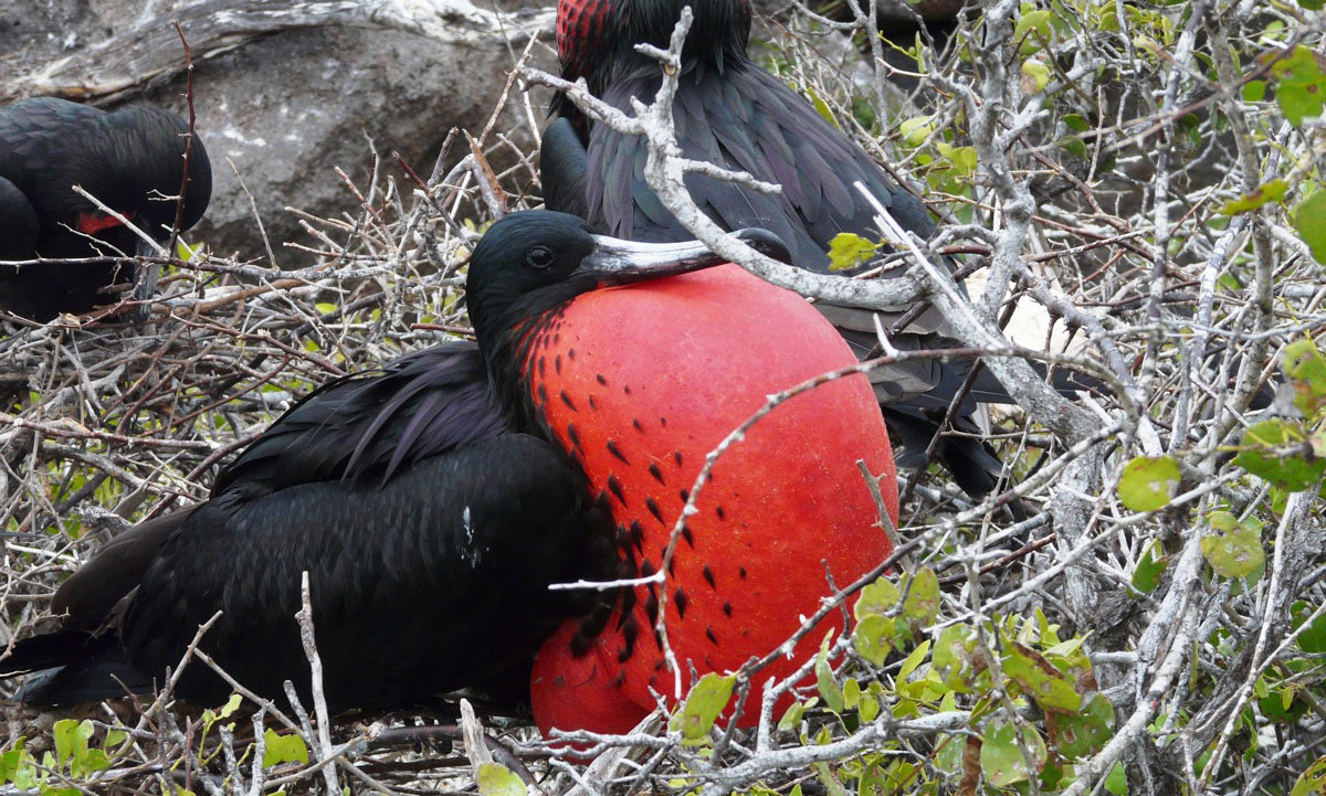 north, seymour, island, galápagos, archipelago, ecuador, itk, voyage, Main, photo