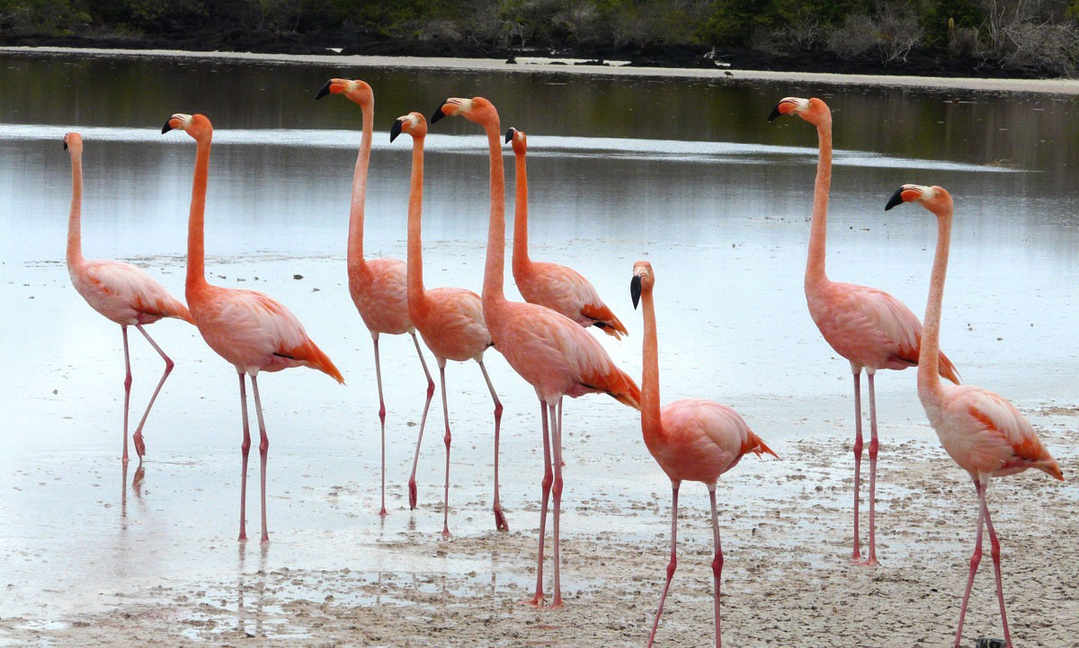 rábida, island, galápagos, archipelago, ecuador, itk, voyage