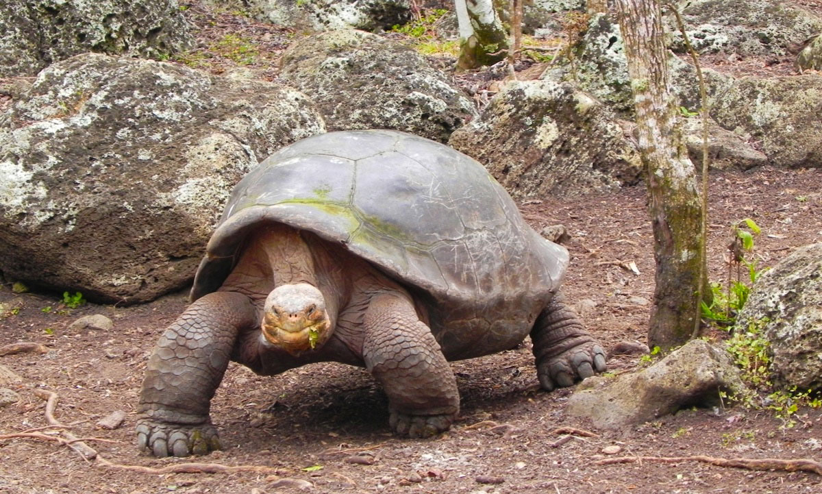 santa, cruz, island, itk, voyage, galápagos, archipelago, ecuador, main, photo