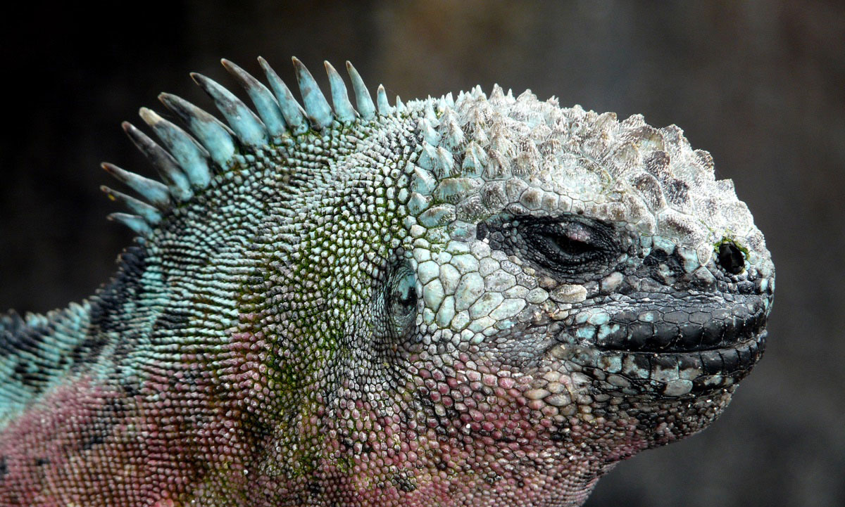 santiago, island, galápagos, archipelago, itk, voyage, ecuador, second, photo