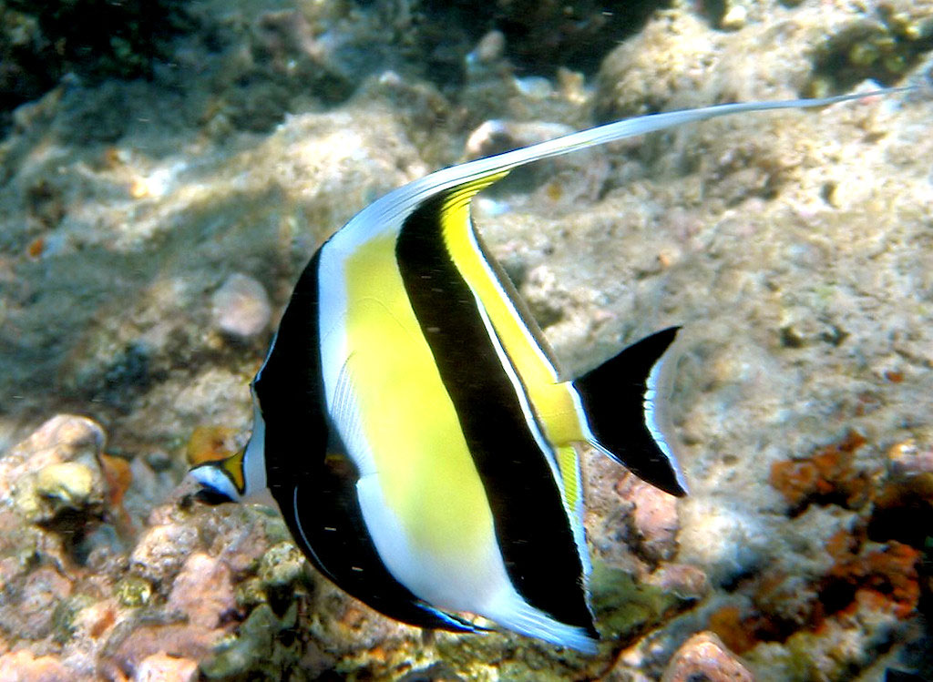 tijeretas, hill, galápagos, dive, site, itk,