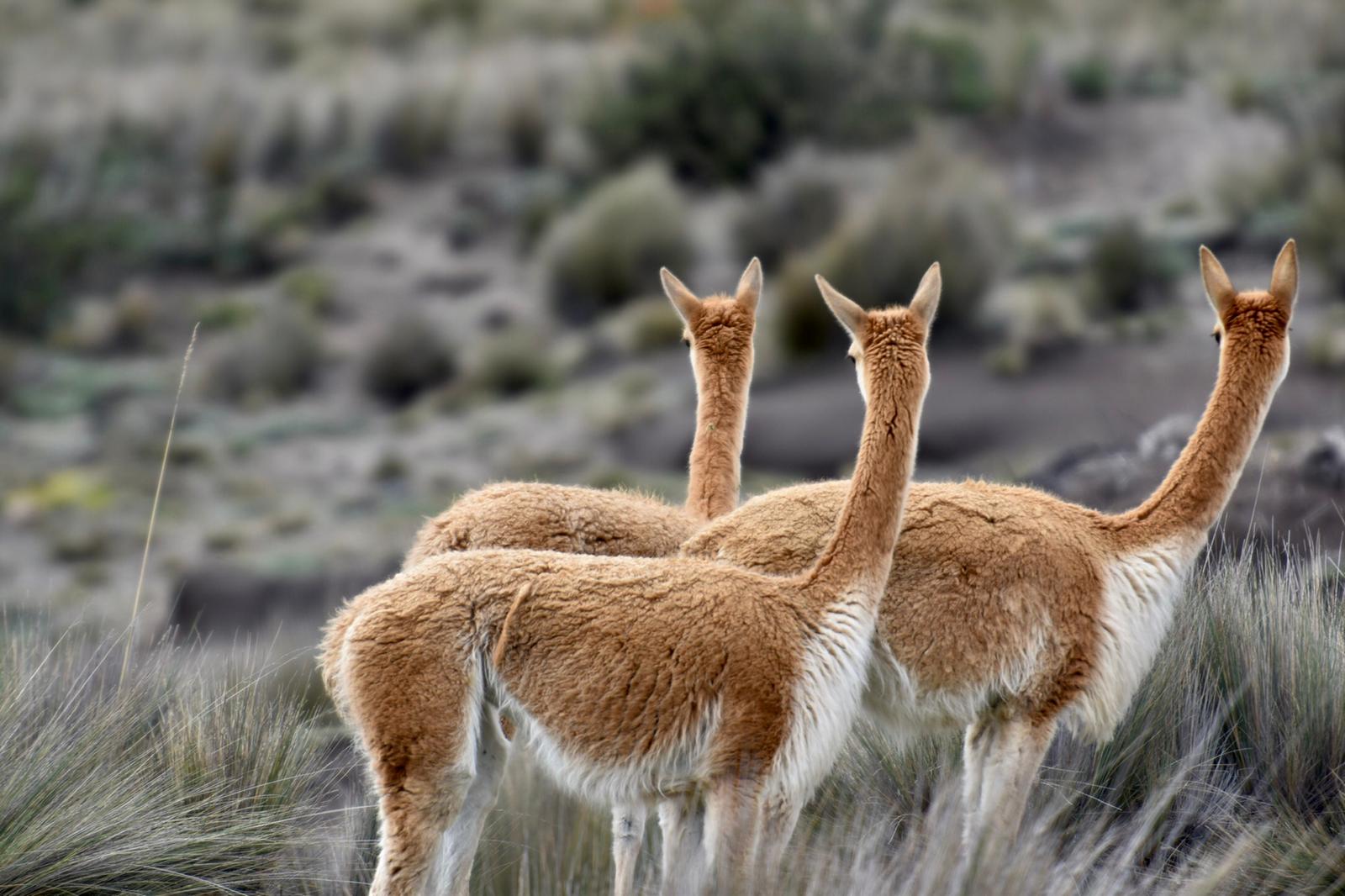 Andes Wildlife - Ecuador ITK Voyage