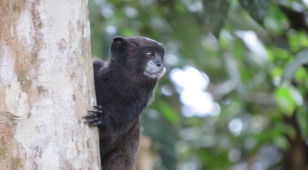 Amazon Encounters itk voyage ecuador