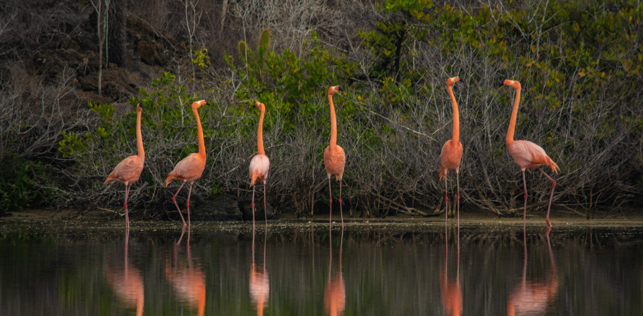 Main, photo, contact, us, itk, voyage, ecuador