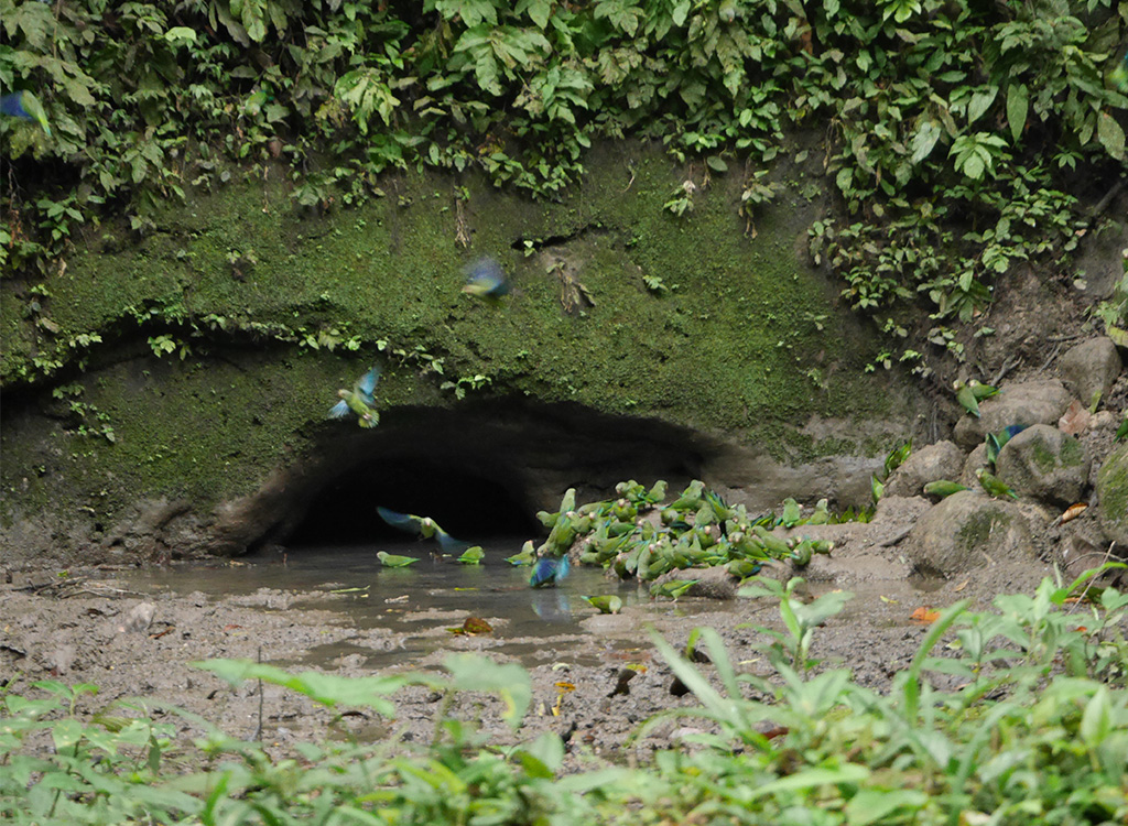 ITK, Amazon Rainforest Expedition Ecuador