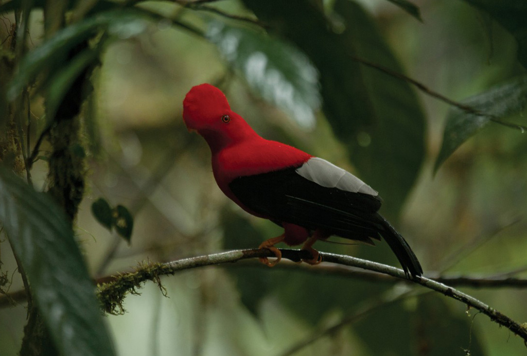 Cloud Forest and Andes tour ITK vOyage Ecuador