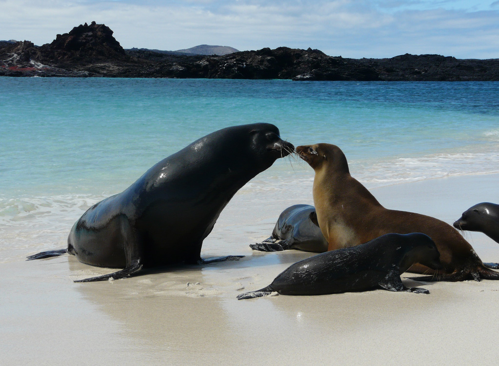 Island hopping tour charles darwin itk voyage