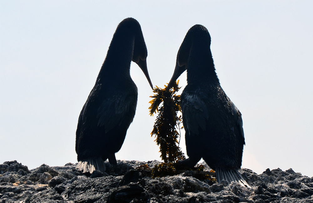 galapagos photography tour itk voyage ecuador